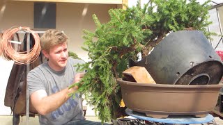 Bjorn Bjorholms Bonsai demo [upl. by Asil477]