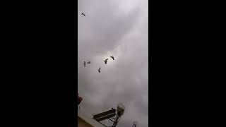 Damascene pigeons Flying [upl. by Riobard757]