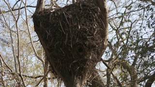 Nest Hamerkop [upl. by Eastlake]