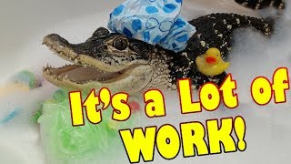 What its Like to Have a Pet Alligator [upl. by Reimer]