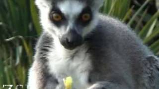 Cute ringtailed lemur eating [upl. by Aggappe]