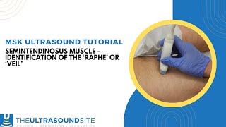 Ultrasound identification of the Semitendinosus muscle Raphe or Veil [upl. by Orapma]