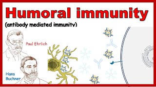 Humoral immune response Antibody mediated immunity [upl. by Lipman]