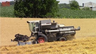 GLEANER Combines Harvesting Wheat [upl. by Lesak411]