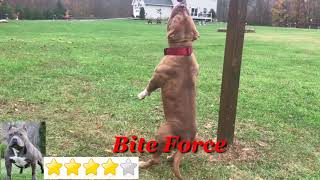 American Bully VS Pitbull Fight 2019 matchup [upl. by Devinna688]