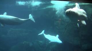 Beluga Whales at the Georgia Aquarium [upl. by Neeli94]