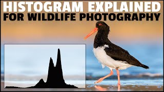 HISTOGRAM Explained For WILDLIFE Photography  How To READ Histograms For Correct Exposure [upl. by Cohla]