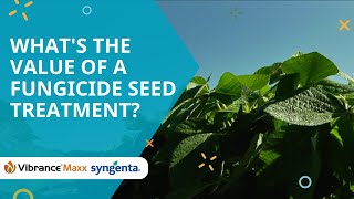 Whats the value of a fungicide seed treatment [upl. by Salokkin]