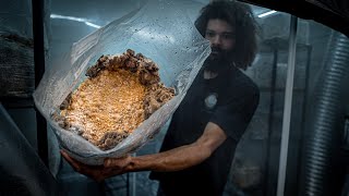 Fruiting Maitake Mushroom Production Blocks  Southwest Mushrooms [upl. by Ethelstan124]