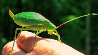 Chorus of the Katydids [upl. by Tichonn145]