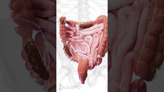 🚨 Understanding Constipation A Closer Look at the Colon 🚨 anatomy [upl. by Pooh589]