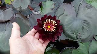 Nymphaea Black Princess [upl. by Sholley]