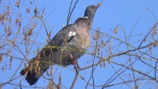 Porumbei salbatici gulerati  Columba palumbus [upl. by Snowber]