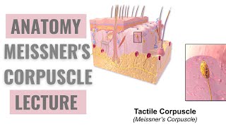 Meissner Corpuscles  Detailed Explanation [upl. by Rosenbaum]