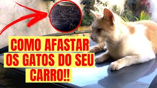 Como Afastar Os Gatos Do Seu Carro Como Afastar Os Gatos do Seu Quintal [upl. by Adley]