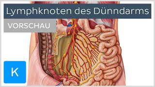 Dünndarm Lymphknoten und Lymphabfluss Vorschau  Kenhub [upl. by Blondy]