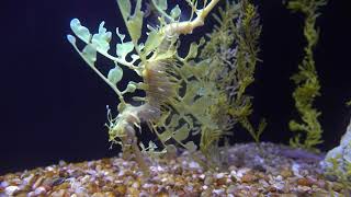 Leafy Seadragon Video from Scripps Institution of Oceanography [upl. by Humble]