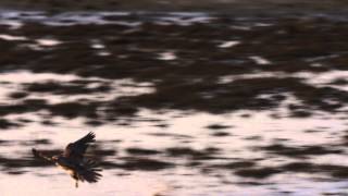 Kite vs Peregrine Falcon vs Dowitchers [upl. by Assecnirp671]