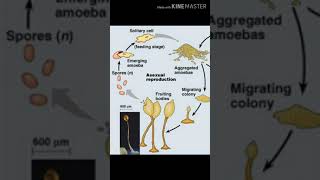 Fungi plasmodial slime moulds reproduction life cycle structure and characteristics [upl. by Yeca]