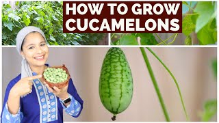 Everything About Cucamelons  How to Grow In Your Garden  Best Harvest In Canada [upl. by Yebot]