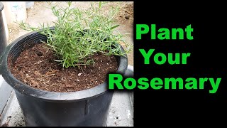 How To Plant Rosemary [upl. by Eraste]