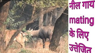 nilgai milan [upl. by Odnumde]