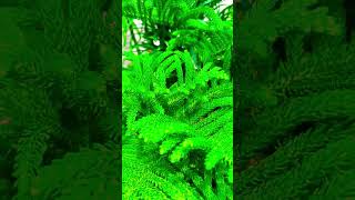 How to care ARAUCARIA christmas tree plant  How to Grow and Care for ARAUCARIA for Beginners [upl. by Eissert846]