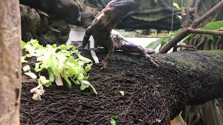 Ctenosaura pectinata panda pied eating in the greenhouse [upl. by Lucie659]