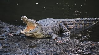 Top Predator in Singapore  SALTWATER CROCODILE [upl. by Ahsikad129]