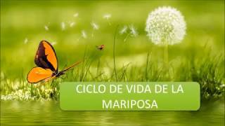 LA MARIPOSA Y SU CICLO DE VIDA [upl. by Asyram]