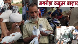 Amroha kabootar market 16072022 फैंसी ही फैंसी कबूतर। Birds market India [upl. by Terra]