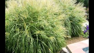 Ornamental Grasses [upl. by Medeah]