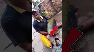 Se ele soubesse o valor desse peixe… 🤦🏽‍♂️💸 pescaria pescaesportiva aquarismo tambaqui pesca [upl. by Solrak729]