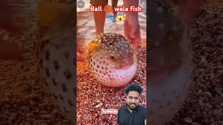 Wow Ball 🏀 fish 🐠🐟😱 fish pufferfish aquarium thefishfans fishing puffe ocean animals shorts [upl. by Anthe]