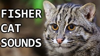 15 FISHER CAT SOUNDS What do fisher cats sound like [upl. by Spalding444]