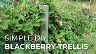 In the Garden Building a Blackberry Trellis [upl. by Adnik781]