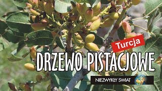 Niezwykly Swiat  Turcja  Kapadocja  Drzewo pistacjowe [upl. by Ruhtra]