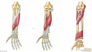 Antebrazo Huesos y Músculos  Anatomía [upl. by Cannell386]