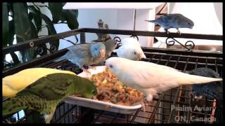 Lineolated Parakeets love fresh foods [upl. by Hudnut318]