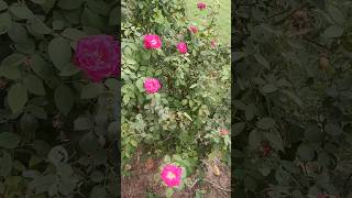 Rose blooming mygardenlife viralshots viralvideo treanding Mysimplegarden1 [upl. by Efram]