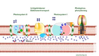 Primärreaktion  Lichtreaktion der Photosynthese [upl. by Ynahirb]