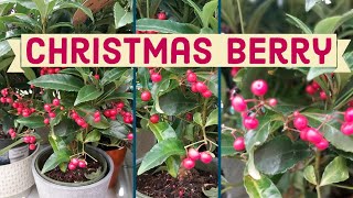 Christmas Berry  Ardisia Bospremium  Coral berry  Indoor Berries  Jungle Berries  Indoor Plant [upl. by Imim550]