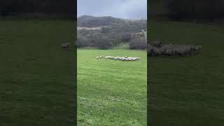 Incredible sheepdog herding sheep [upl. by Mosenthal]