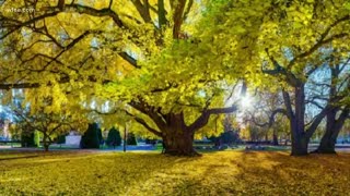 Is the secret to a long life found in a Ginkgo Biloba tree [upl. by Aniloj]