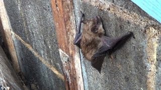 Bats in the Attic Humane Wildlife Services Can Help [upl. by Trent]