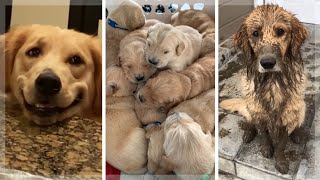 Best Golden Retriever Compilation  Cutest Golden Retrievers  Funny Dogs [upl. by Easton]