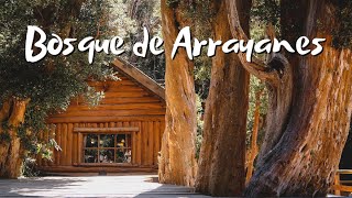 BOSQUE DE ARRAYANES  LAGO NAHUEL HUAPI Una Excursion desde VILLA LA ANGOSTURA  Neuquen Argentina [upl. by Etam]