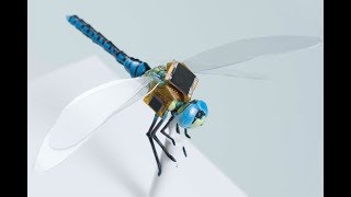 Dragonflies Turned Into Spy Drones [upl. by Aneele198]