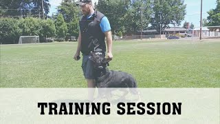 Schutzhund Obedience Training [upl. by Cazzie431]