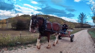 Clydesdale’s FIRST TIME Pulling A Cart [upl. by Nishi]